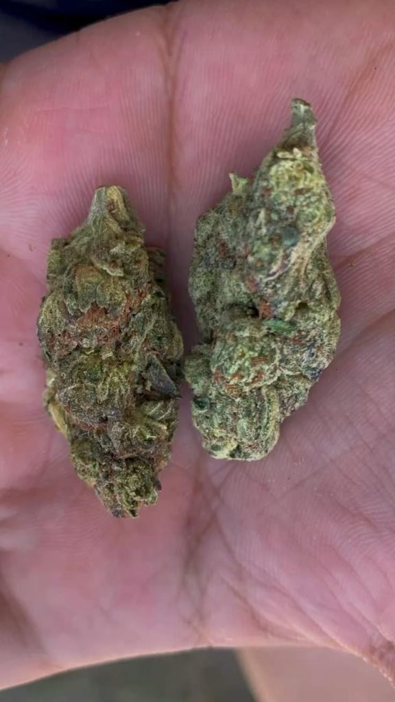 Shake Weed vs. Bud: What’s the Difference?
