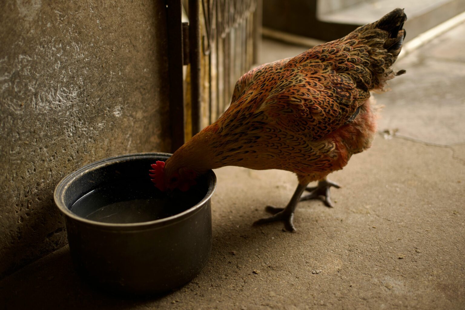 Safe Use of Antibiotics in Turkey Drinking Water Systems